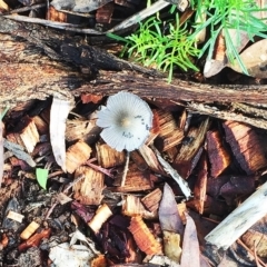 Coprinellus etc. (An Inkcap) at Hughes, ACT - 28 Jan 2019 by ruthkerruish