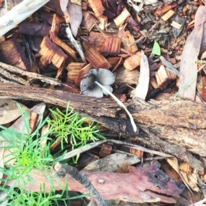 Coprinellus etc. at Hughes, ACT - 29 Jan 2019 08:00 AM