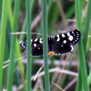 Phalaenoides tristifica at Harrison, ACT - 20 Jan 2019