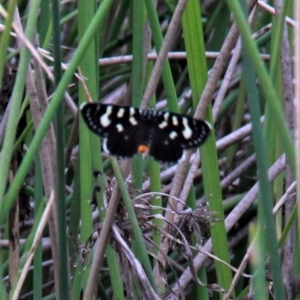 Phalaenoides tristifica at Harrison, ACT - 20 Jan 2019 10:28 AM