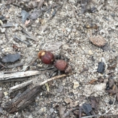 Ephutomorpha ferruginata (Mutillid wasp or velvet ant) at Namadgi National Park - 27 Jan 2019 by RyanW