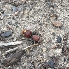 Ephutomorpha ferruginata (Mutillid wasp or velvet ant) at Tennent, ACT - 28 Jan 2019 by RyanW