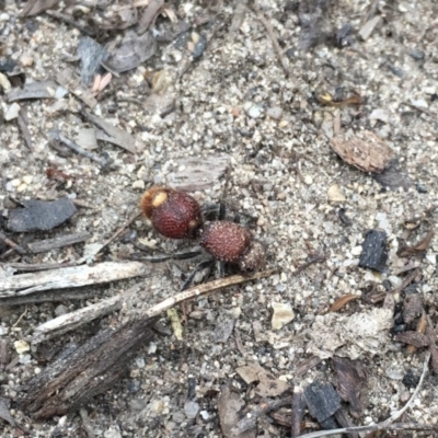 Ephutomorpha ferruginata (Mutillid wasp or velvet ant) at Tennent, ACT - 28 Jan 2019 by RyanW