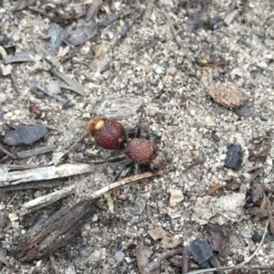 Ephutomorpha ferruginata at Namadgi National Park - 28 Jan 2019