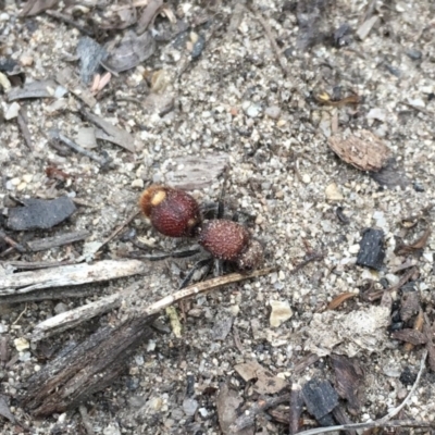 Ephutomorpha ferruginata (Mutillid wasp or velvet ant) at Tennent, ACT - 27 Jan 2019 by RyanW