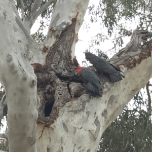 Callocephalon fimbriatum at O'Connor, ACT - suppressed