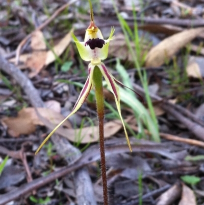 Caladenia parva (Brown-clubbed Spider Orchid) at Stony Creek Nature Reserve - 29 Oct 2016 by MeganDixon