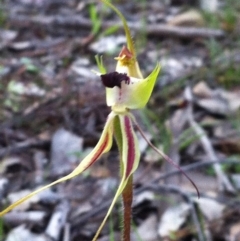 Caladenia parva at Carwoola, NSW - suppressed