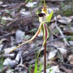 Caladenia parva at Carwoola, NSW - 29 Oct 2016