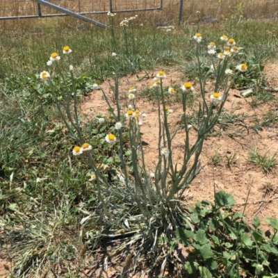 Ammobium alatum (Winged Everlasting) at Molonglo Valley, ACT - 29 Jan 2019 by nic.jario