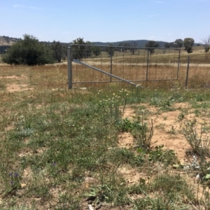 Ammobium alatum at Molonglo Valley, ACT - 29 Jan 2019 12:52 PM