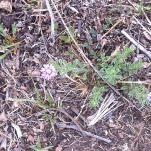 Vittadinia gracilis at Carwoola, NSW - 5 Nov 2017