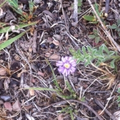 Vittadinia gracilis at Carwoola, NSW - 5 Nov 2017 01:13 PM