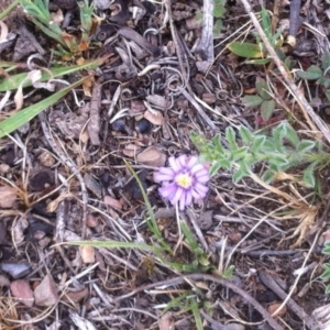 Vittadinia gracilis at Carwoola, NSW - 5 Nov 2017