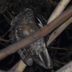 Tyto tenebricosa (Sooty Owl) at Buckenbowra, NSW - 17 Dec 2018 by TreeHopper