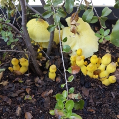Leucocoprinus birnbaumii (Plantpot Dapperling) at Curtin, ACT - 29 Jan 2019 by MattC