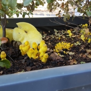 Leucocoprinus birnbaumii at Curtin, ACT - 29 Jan 2019 08:48 AM