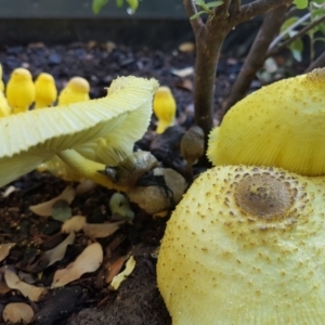 Leucocoprinus birnbaumii at Curtin, ACT - 29 Jan 2019