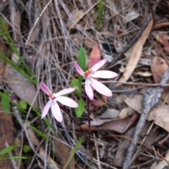 Caladenia fuscata (Dusky Fingers) at Carwoola, NSW - 29 Oct 2016 by MeganDixon