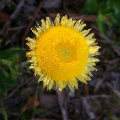 Coronidium scorpioides (Button Everlasting) at QPRC LGA - 29 Oct 2016 by MeganDixon