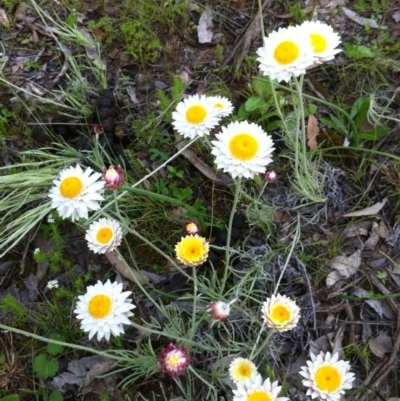 Leucochrysum albicans subsp. tricolor (Hoary Sunray) at Carwoola, NSW - 29 Oct 2016 by MeganDixon