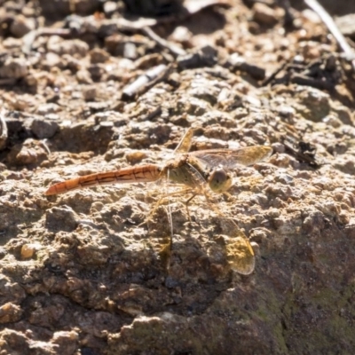 Diplacodes haematodes (Scarlet Percher) at Dunlop, ACT - 23 Jan 2019 by AlisonMilton