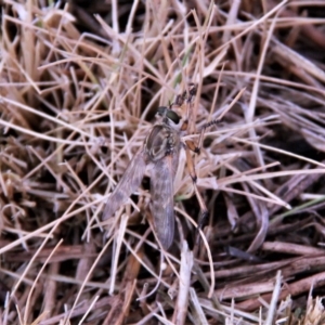 Asiola fasciata at Amaroo, ACT - 27 Jan 2019 08:27 AM