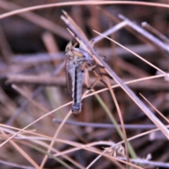 Asiola fasciata at Amaroo, ACT - 27 Jan 2019