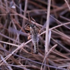 Asiola fasciata at Amaroo, ACT - 27 Jan 2019 08:27 AM