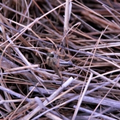 Asiola fasciata at Amaroo, ACT - 27 Jan 2019 08:27 AM