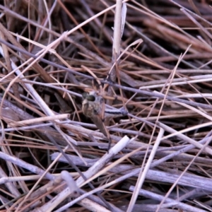 Asiola fasciata at Amaroo, ACT - 27 Jan 2019 08:27 AM