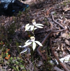 Caladenia moschata (Musky Caps) at Carwoola, NSW - 24 Oct 2015 by MeganDixon