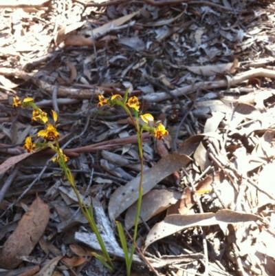 Diuris pardina (Leopard Doubletail) at Stony Creek Nature Reserve - 24 Oct 2015 by MeganDixon