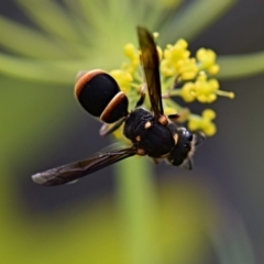 Eumeninae (subfamily) (Unidentified Potter wasp) at Mount Rogers - 29 Jan 2019 by Ernier