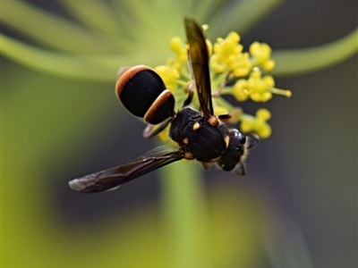 Eumeninae (subfamily) (Unidentified Potter wasp) at Flynn, ACT - 29 Jan 2019 by Ernier