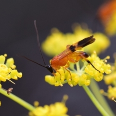 Braconidae (family) (Unidentified braconid wasp) at Flynn, ACT - 29 Jan 2019 by Ernier