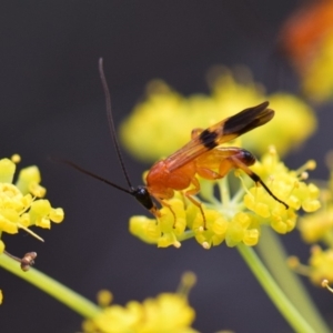 Braconidae (family) at Flynn, ACT - 29 Jan 2019 01:01 PM