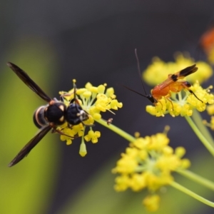 Braconidae (family) at Flynn, ACT - 29 Jan 2019