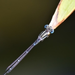 Austroagrion watsoni (Eastern Billabongfly) at Flynn, ACT - 28 Jan 2019 by Ernier