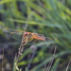 Diplacodes bipunctata (Wandering Percher) at The Pinnacle - 23 Jan 2019 by AlisonMilton