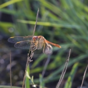 Diplacodes bipunctata at The Pinnacle - 23 Jan 2019 07:48 AM