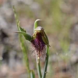 Calochilus platychilus at Carwoola, NSW - suppressed