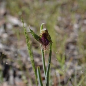 Calochilus platychilus at Carwoola, NSW - suppressed