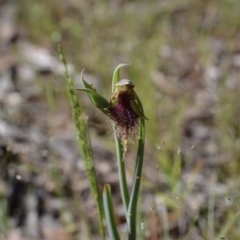 Calochilus platychilus at Carwoola, NSW - 25 Oct 2015