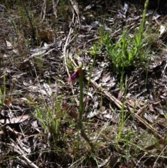 Calochilus platychilus at Carwoola, NSW - suppressed