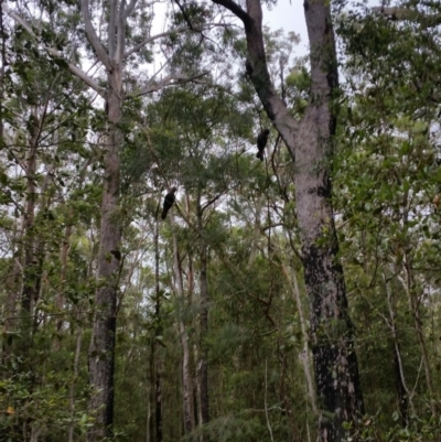 Calyptorhynchus lathami lathami (Glossy Black-Cockatoo) at Conjola National Park - 28 Jan 2019 by Clear