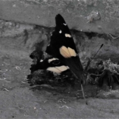 Vanessa itea at Cotter River, ACT - 29 Jan 2019 11:40 AM