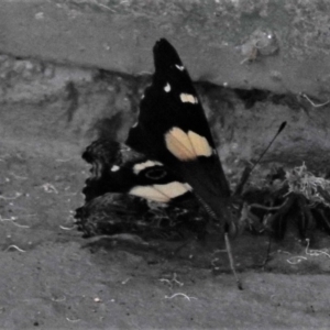 Vanessa itea at Cotter River, ACT - 29 Jan 2019