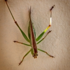 Conocephalus upoluensis (Meadow Katydid) at Banks, ACT - 29 Jan 2019 by UserfaKgHkxs