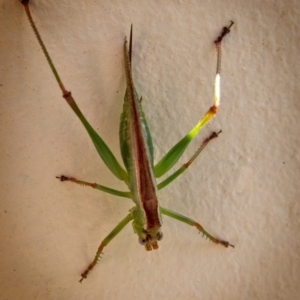 Conocephalus upoluensis at Banks, ACT - 29 Jan 2019 12:00 AM